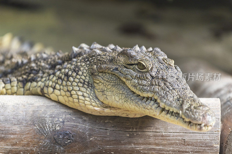 尼罗河鳄鱼(crocodile niloticus)